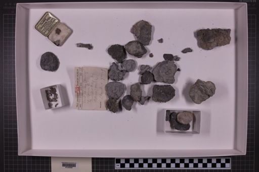 mixed taxa, stratigraphic collection
