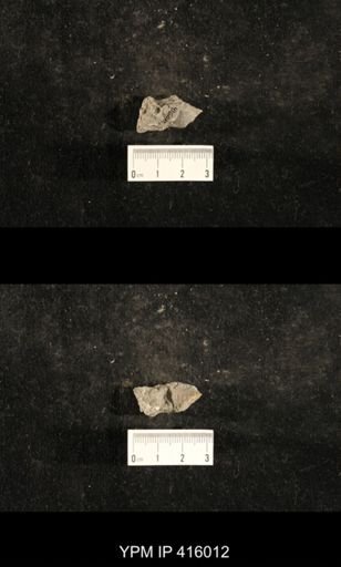 Myalina sp.; fragments of