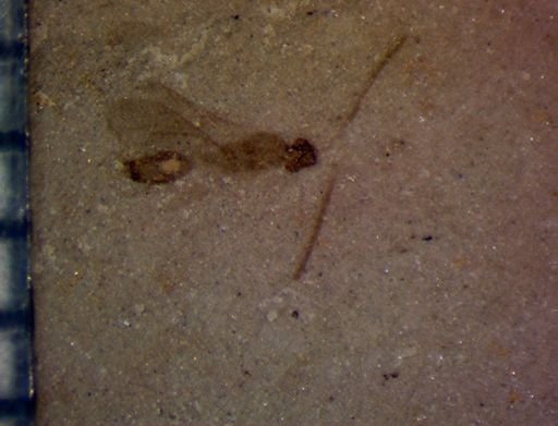 undet. Hymenoptera