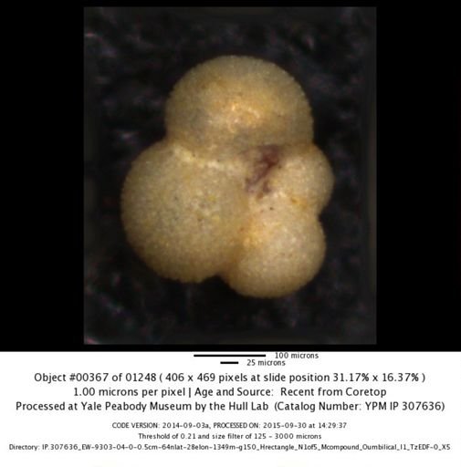 undet. Foraminiferida