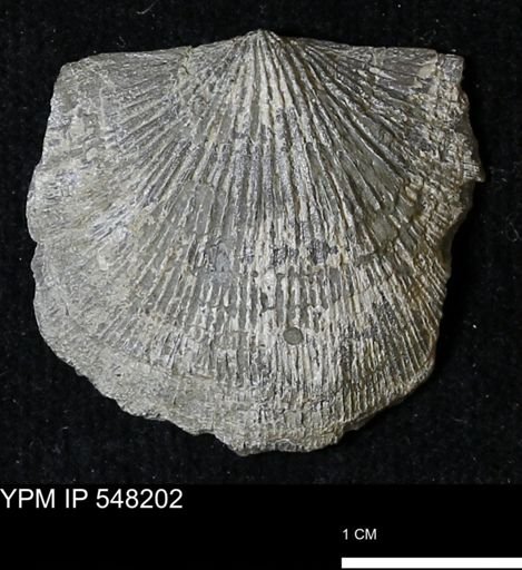 Stropheodonta demissa