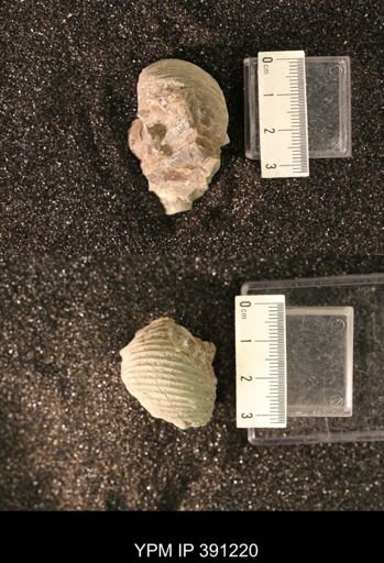 Scaphitidae