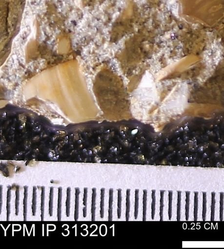 Corbicula