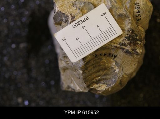 Inoceramus sp.