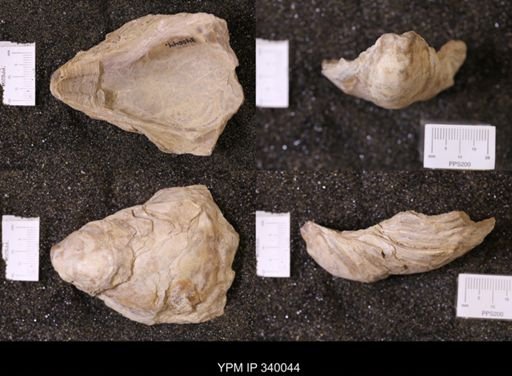 Ostrea glabra wyomingensis