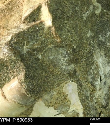 undet. Bivalvia