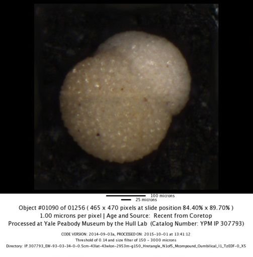 undet. Foraminiferida