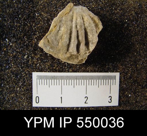 Meekella striatocostata
