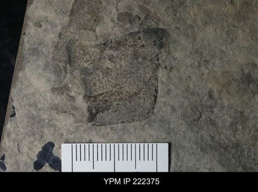 Eurypterus sp.