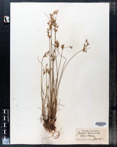 Juncus tenuis