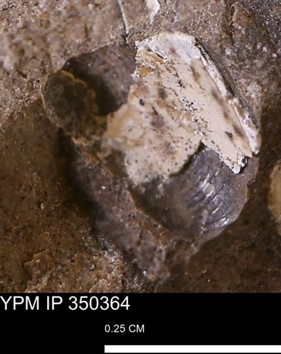 undet. Bivalvia