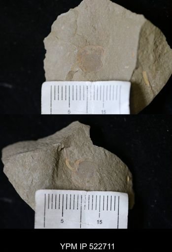undet. Cornuta