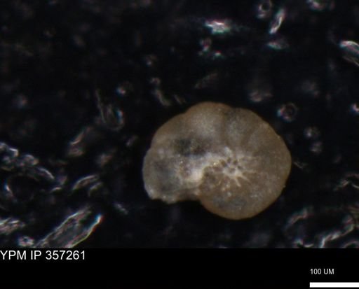 undet. Foraminiferida