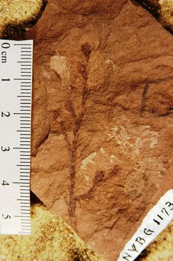 Sequoia affinis