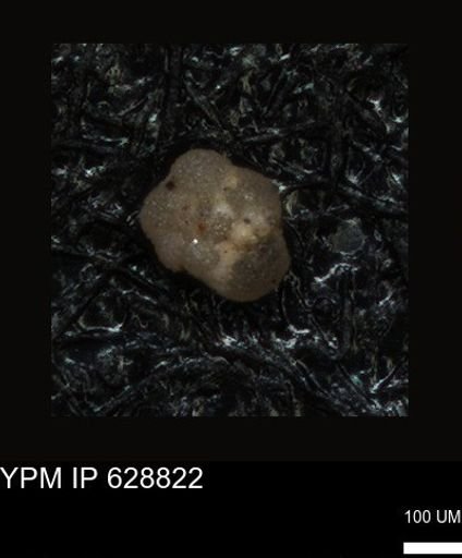 undet. Foraminiferida