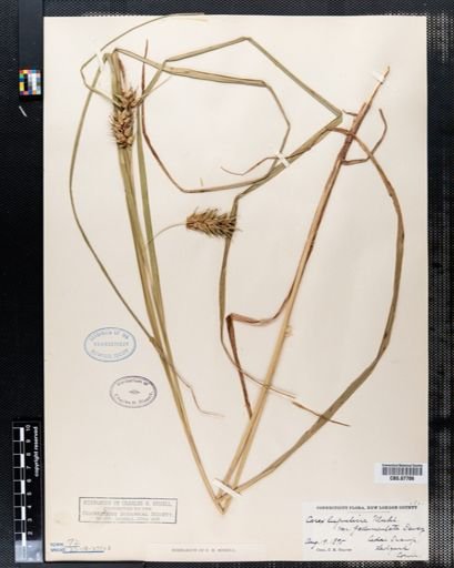 Carex lupulina