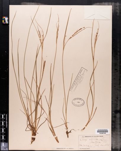 Carex stricta