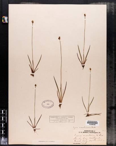 Xyris caroliniana