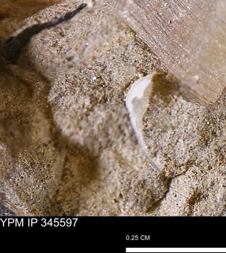undet. Bivalvia