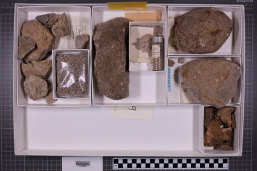 mixed taxa, stratigraphic collection