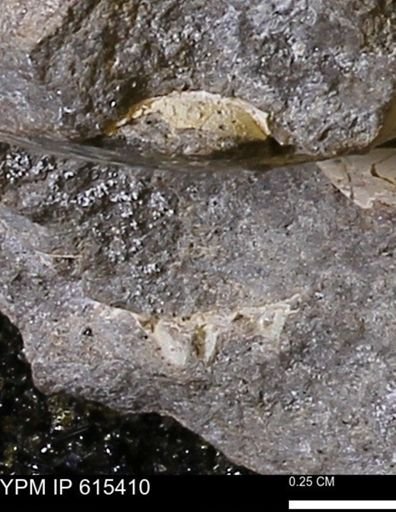 undet. Mollusca