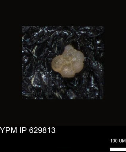 undet. Foraminiferida