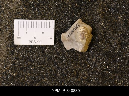 Scaphites sp.