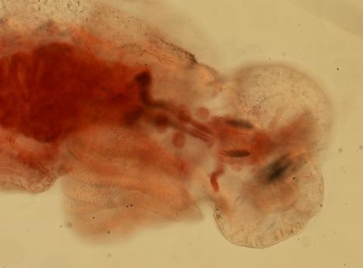 Nudibranchia