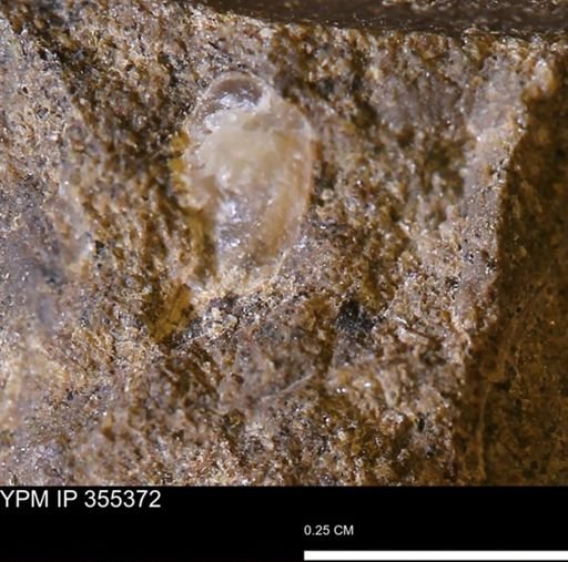 Mollusca