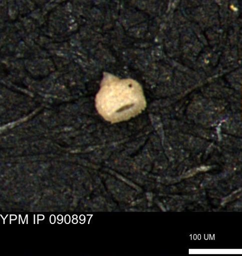 Clathrocyclas (Clathrocyclas) irrasa