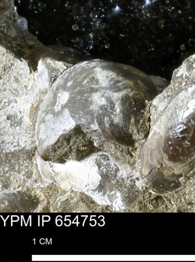 Protocardia