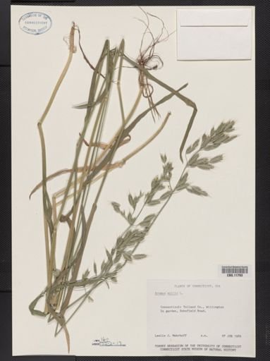 Bromus mollis