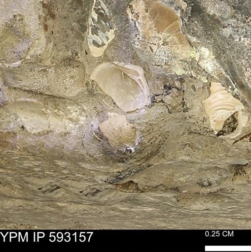 Protocardia?