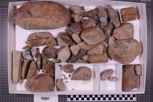 mixed taxa, stratigraphic collection