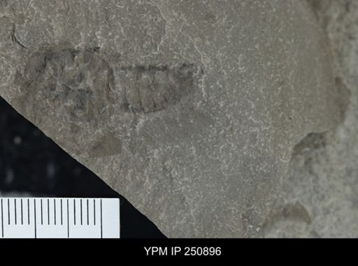 undet. Xiphosurida