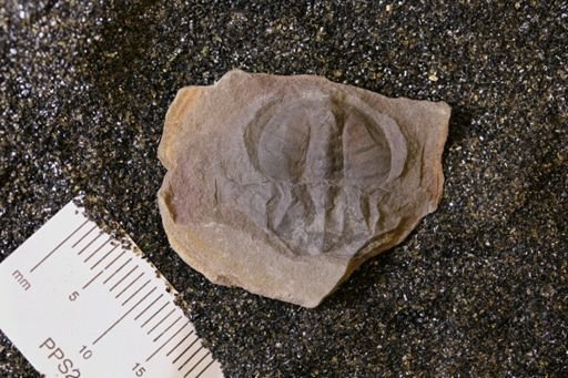Euproops danae