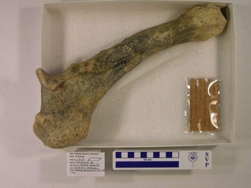 Teleoceras sp.