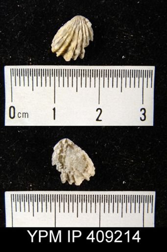 undet. Rhynchonellida