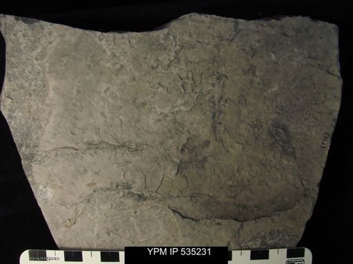undet. Ostracoda