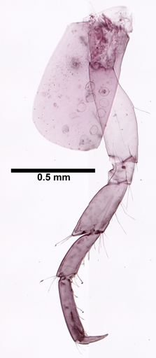 Hyalella cf. azteca