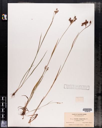 Luzula pallescens