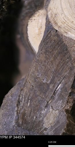 undet. Bivalvia