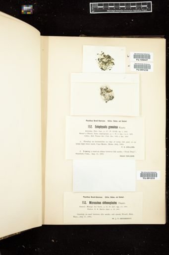 Entophysalis granulosa