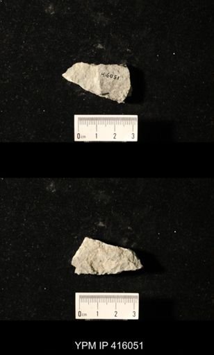Spirifer cameratus