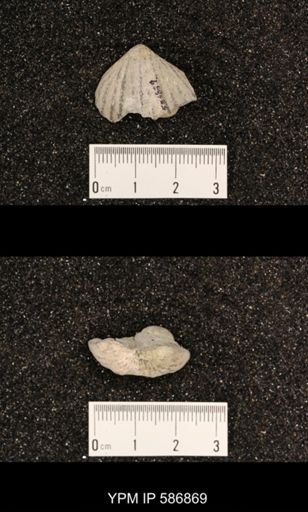 Rhynchotrema capax