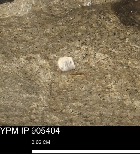 undet. Mollusca