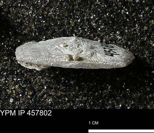 Strophodonta sp.