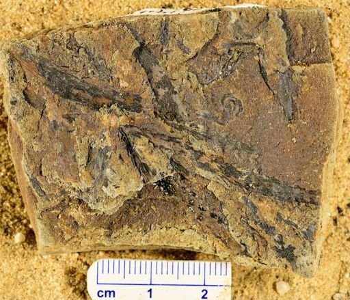 Leclercqia complexa