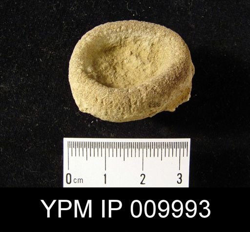 Palaeomanon cratera