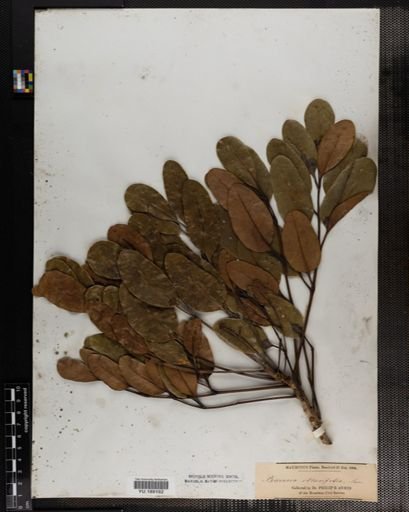 Plantae